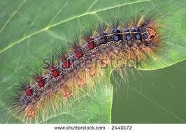 gypsy moth caterpillar